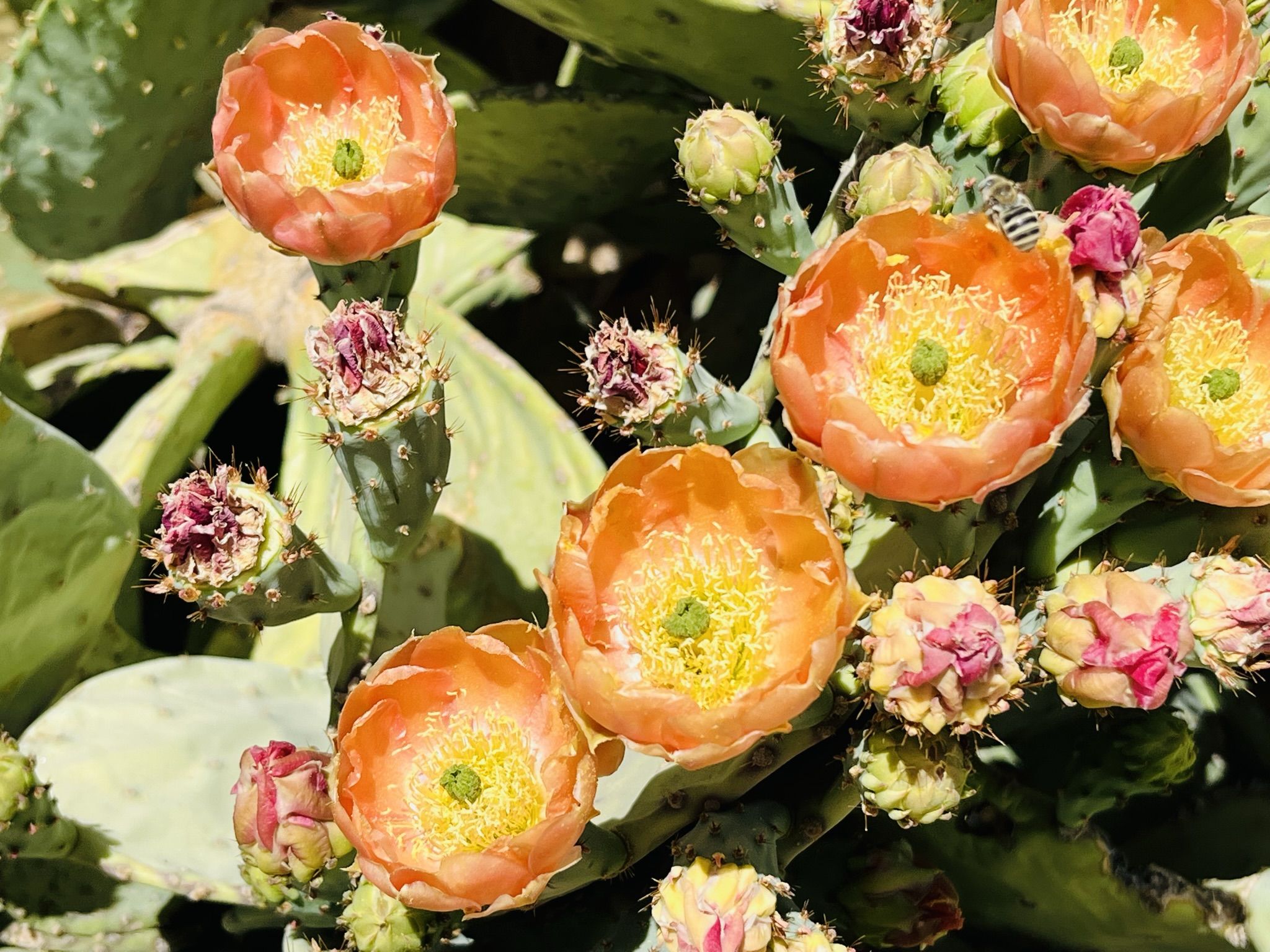 Beautiful Desert Blooming Cactus