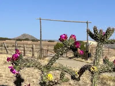 Ranch Entrance with Prickly Pear in Bloom
