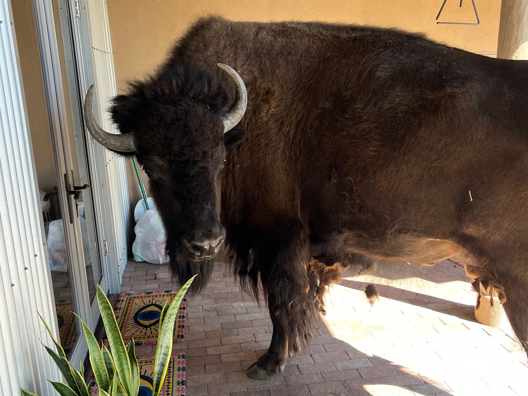 Our Neighbor Clyde Pays a Visit