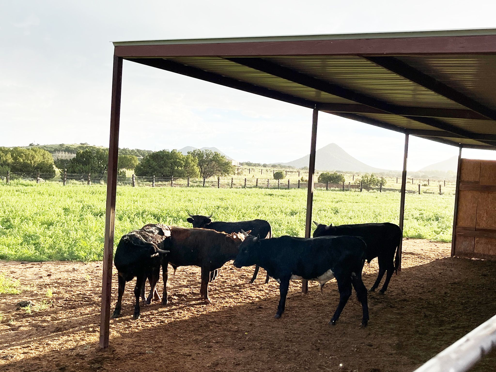 Visiting Calves Grazing in Arena